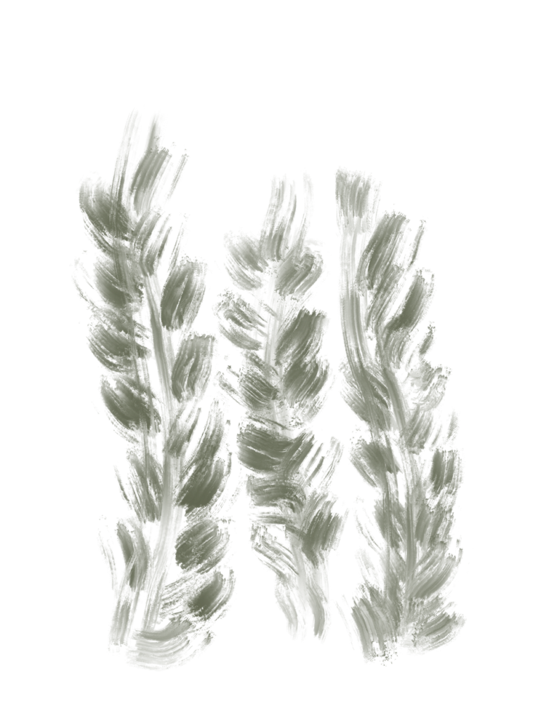 Seaweed